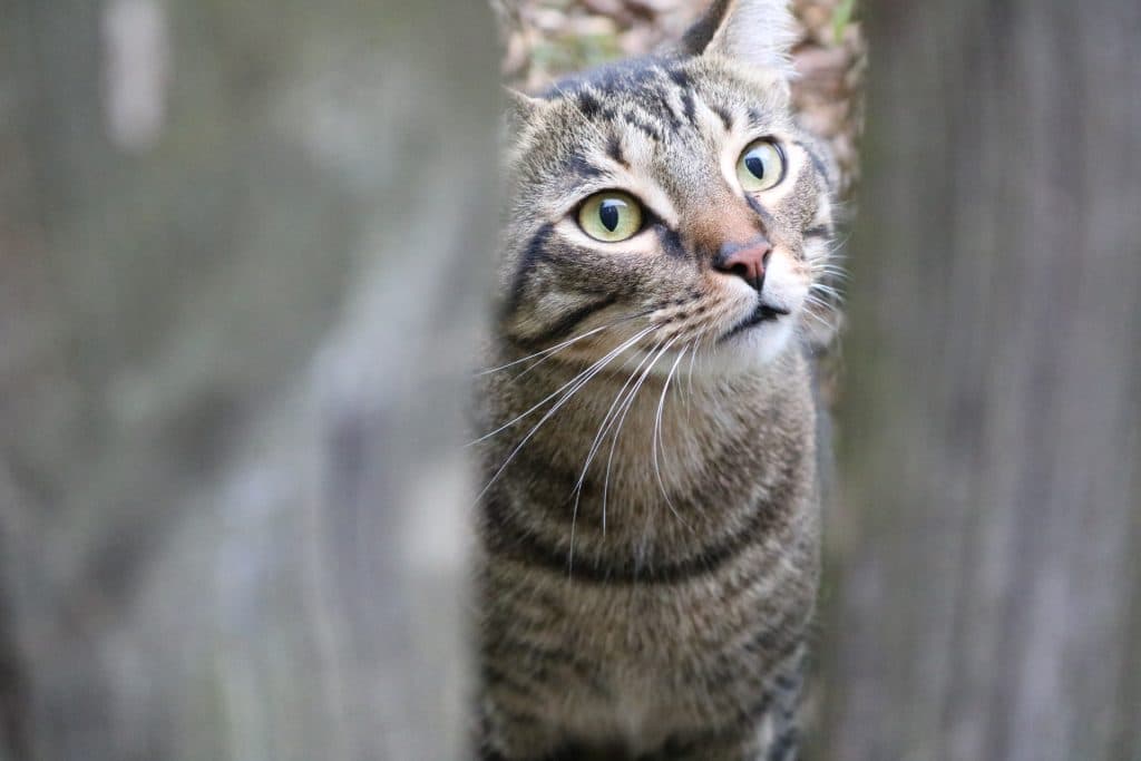 Cat peaking in at you